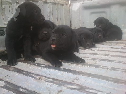 katharoaima cane corso
